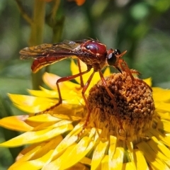 Daptolestes sp. (genus) at Harolds Cross, NSW - 3 Mar 2024 by MatthewFrawley