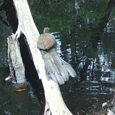 Menura novaehollandiae (Superb Lyrebird) at Moruya, NSW - 29 Feb 2024 by LisaH