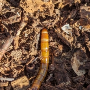 Tenebrionidae (family) at Watson Green Space - 3 Mar 2024