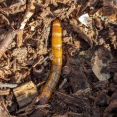 Tenebrionidae (family) at Watson Green Space - 3 Mar 2024 05:01 PM