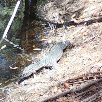 Varanus varius (Lace Monitor) at Moruya, NSW - 22 Feb 2024 by LisaH