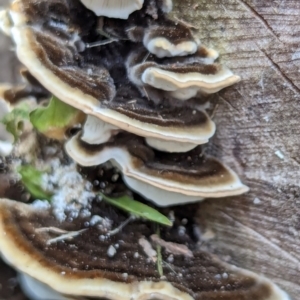 Trametes versicolor at Watson, ACT - 2 Mar 2024