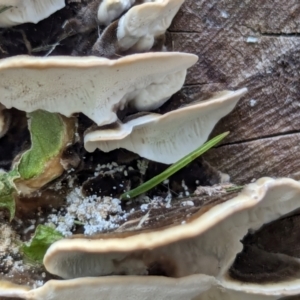 Trametes versicolor at Watson, ACT - 2 Mar 2024