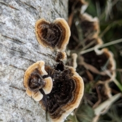 Trametes versicolor at Watson, ACT - 2 Mar 2024