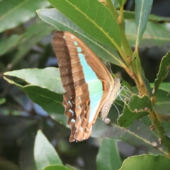 Graphium choredon (Blue Triangle) at Moruya, NSW - 3 Mar 2024 by LisaH