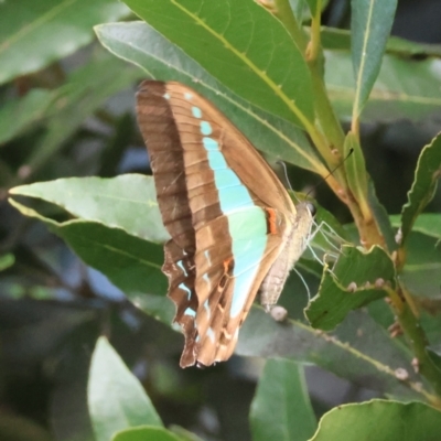 Graphium choredon (Blue Triangle) at Moruya, NSW - 3 Mar 2024 by LisaH