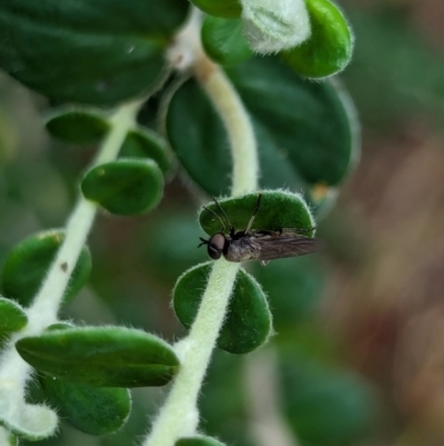 Unidentified True fly (Diptera) at Watson, ACT - 2 Mar 2024 by AniseStar