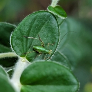 Caedicia sp. (genus) at Watson, ACT - 2 Mar 2024