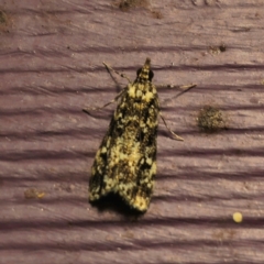 Scoparia exhibitalis (A Crambid moth) at QPRC LGA - 3 Mar 2024 by Csteele4