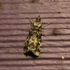 Scoparia exhibitalis at QPRC LGA - 3 Mar 2024