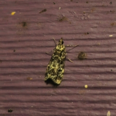 Scoparia exhibitalis at QPRC LGA - suppressed