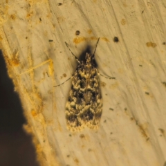 Scoparia exhibitalis at QPRC LGA - 3 Mar 2024