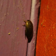 Rhantus suturalis (A predaceous diving beetle) at QPRC LGA - 3 Mar 2024 by Csteele4