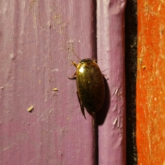 Rhantus suturalis at QPRC LGA - suppressed