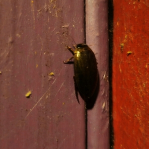 Rhantus suturalis at QPRC LGA - suppressed