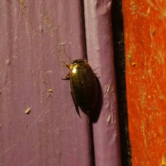 Rhantus suturalis at QPRC LGA - 3 Mar 2024