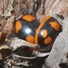 Paropsisterna beata (Blessed Leaf Beetle) at Callum Brae - 1 Mar 2024 by Harrisi