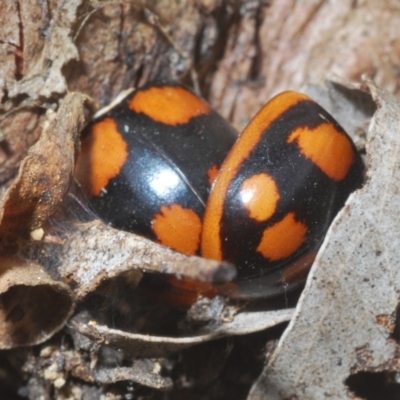 Paropsisterna beata (Blessed Leaf Beetle) at Symonston, ACT - 1 Mar 2024 by Harrisi