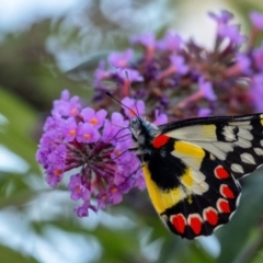 Delias aganippe (Spotted Jezebel) at Wingecarribee Local Government Area - 3 Mar 2024 by Aussiegall