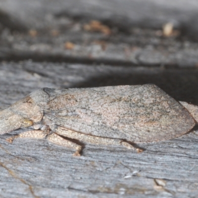 Ledromorpha planirostris (A leafhopper) at Callum Brae - 1 Mar 2024 by Harrisi