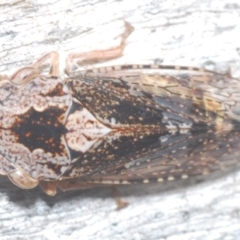 Stenocotis depressa (Leafhopper) at Symonston, ACT - 1 Mar 2024 by Harrisi