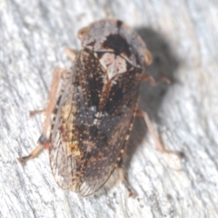 Stenocotis depressa at GG137 - 1 Mar 2024 04:10 PM