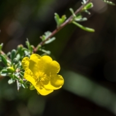 Hibbertia linearis (Showy Guinea Flower) at Berrima - 3 Mar 2024 by Aussiegall