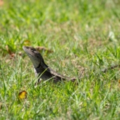 Amphibolurus muricatus (Jacky Lizard) at Wingecarribee Local Government Area - 3 Mar 2024 by Aussiegall