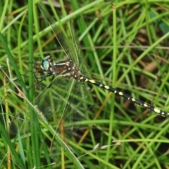 Synthemis eustalacta (Swamp Tigertail) at Callum Brae - 1 Mar 2024 by Harrisi