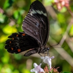 Papilio aegeus (Orchard Swallowtail, Large Citrus Butterfly) at Wingecarribee Local Government Area - 3 Mar 2024 by Aussiegall