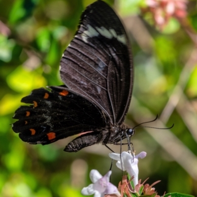 Papilio aegeus (Orchard Swallowtail, Large Citrus Butterfly) at Wingecarribee Local Government Area - 3 Mar 2024 by Aussiegall