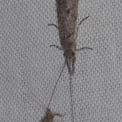 Unidentified Caddisfly (Trichoptera) at Epping, VIC - 29 Jan 2011 by WendyEM