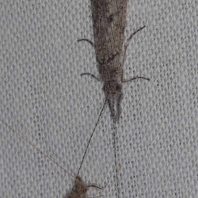 Unidentified Caddisfly (Trichoptera) at Epping, VIC - 29 Jan 2011 by WendyEM