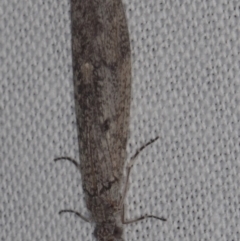 Trichoptera (order) at Epping, VIC - 29 Jan 2011 10:32 PM