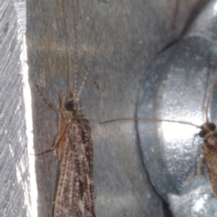 Unidentified Caddisfly (Trichoptera) at Epping, VIC - 29 Jan 2011 by WendyEM