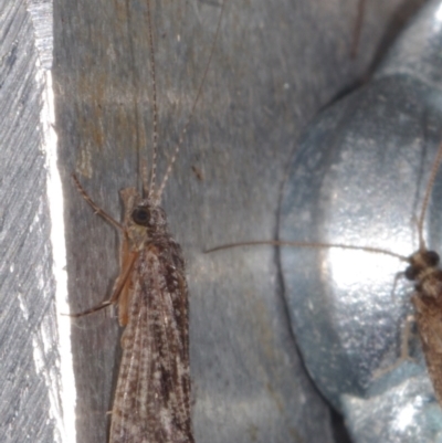 Unidentified Caddisfly (Trichoptera) at Epping, VIC - 29 Jan 2011 by WendyEM