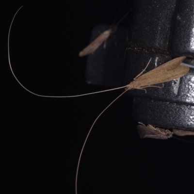 Unidentified Caddisfly (Trichoptera) at Epping, VIC - 29 Jan 2011 by WendyEM