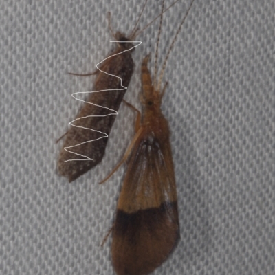 Unidentified Caddisfly (Trichoptera) at Epping, VIC - 29 Jan 2011 by WendyEM