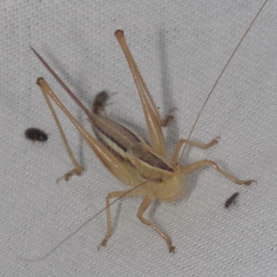 Unidentified Katydid (Tettigoniidae) at Epping, VIC - 29 Jan 2011 by WendyEM