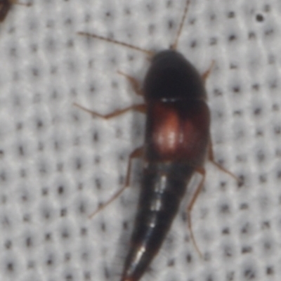 Sepedophilus sp. (genus) (A rove beetle) at Epping, VIC - 29 Jan 2011 by WendyEM