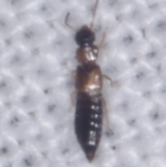 Staphylinidae (family) (Rove beetle) at Epping, VIC - 29 Jan 2011 by WendyEM