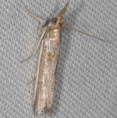 Etiella behrii (Lucerne Seed Web Moth) at Epping, VIC - 29 Jan 2011 by WendyEM