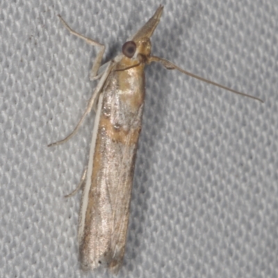 Etiella behrii (Lucerne Seed Web Moth) at Epping, VIC - 29 Jan 2011 by WendyEM