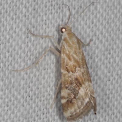 Hellula hydralis (Cabbage Centre Moth) at Epping, VIC - 29 Jan 2011 by WendyEM