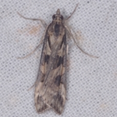 Nomophila corticalis (A Crambid moth (Spilomelinae) at Epping, VIC - 29 Jan 2011 by WendyEM