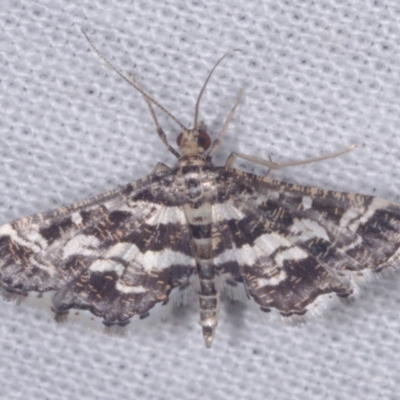 Diasemiopsis ramburialis (A Crambid moth) at Epping, VIC - 29 Jan 2011 by WendyEM