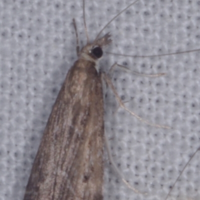 Unidentified Pyralid or Snout Moth (Pyralidae & Crambidae) at Epping, VIC - 29 Jan 2011 by WendyEM