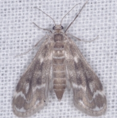 Hygraula nitens (Pond Moth) at Epping, VIC - 29 Jan 2011 by WendyEM