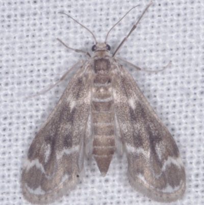 Hygraula nitens (Pond Moth) at Epping, VIC - 29 Jan 2011 by WendyEM