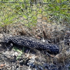 Tiliqua rugosa (Shingleback Lizard) at Forde, ACT - 3 Mar 2024 by MB